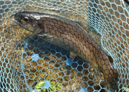 久しぶりのフィシングパーク高島の泉